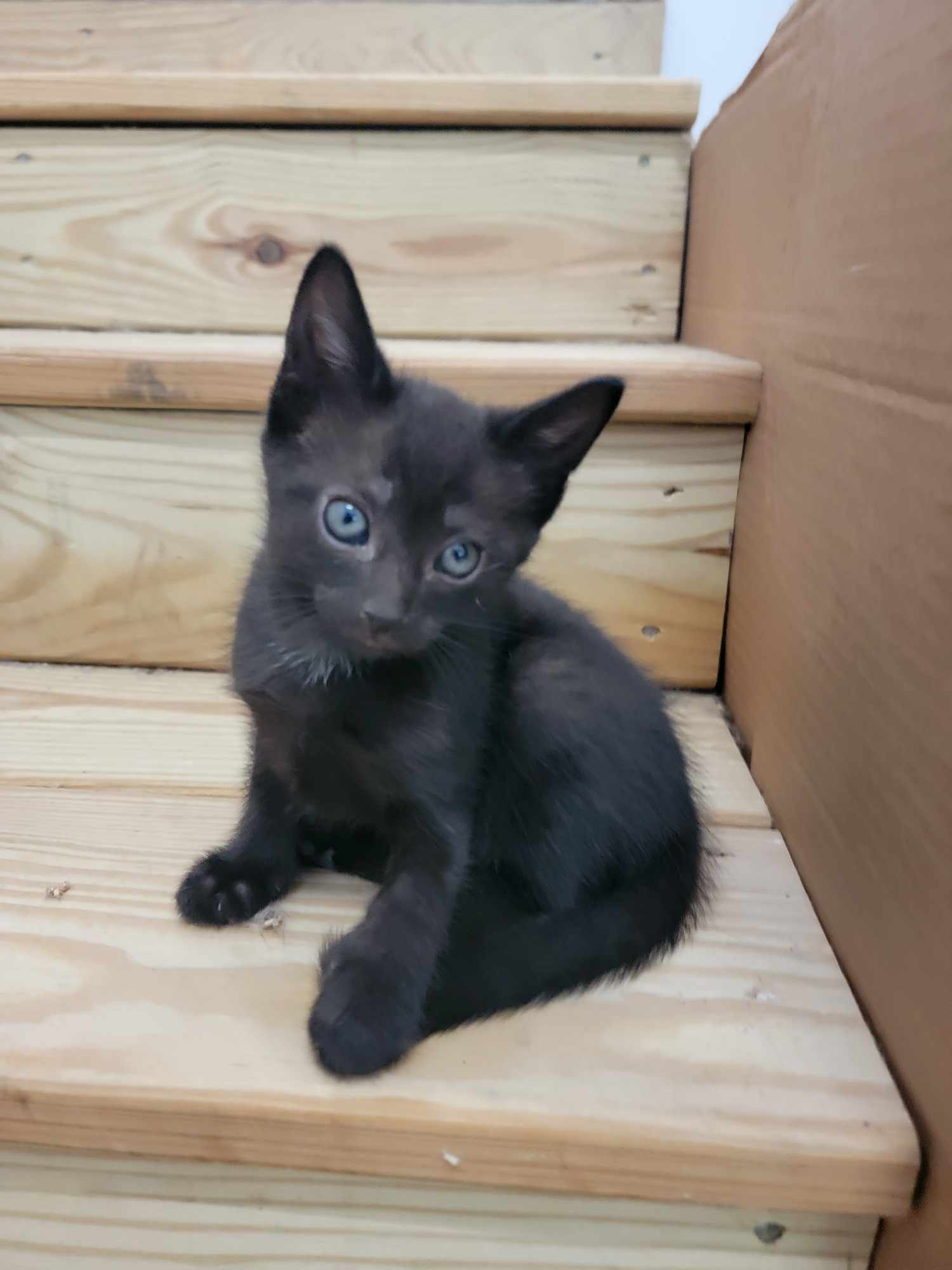 adoptable Cat in Roxboro, NC named Petey