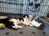 adoptable Cat in Roxboro, NC named Sylvester