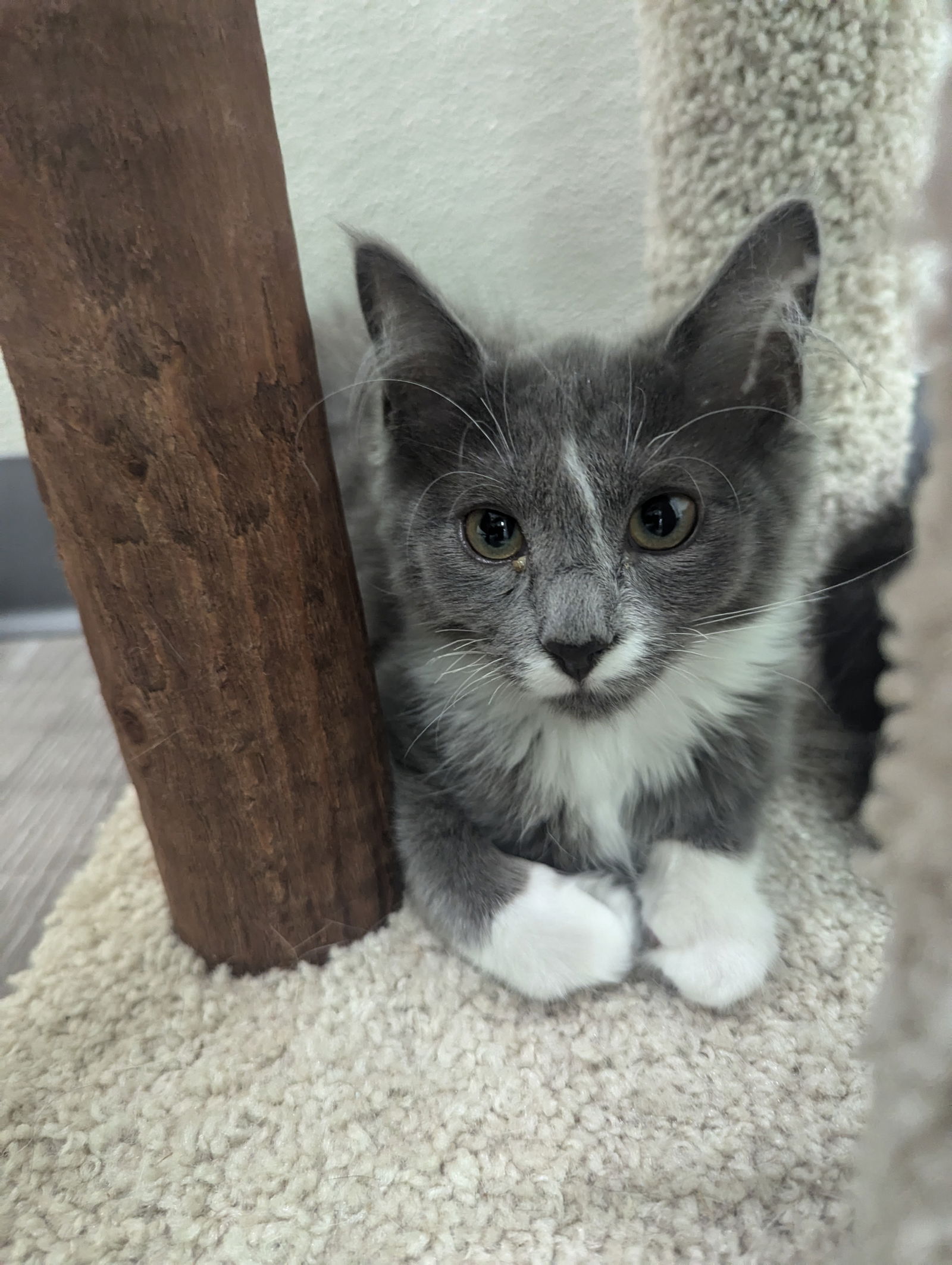 adoptable Cat in Roxboro, NC named Merlin