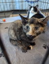 adoptable Cat in Roxboro, NC named Avocado