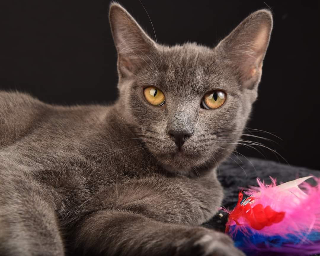 adoptable Cat in Roxboro, NC named Jasmine