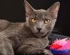 adoptable Cat in Roxboro, NC named Jasmine