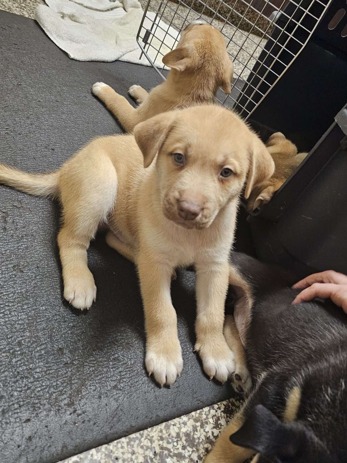 adoptable Dog in Roxboro, NC named Madison