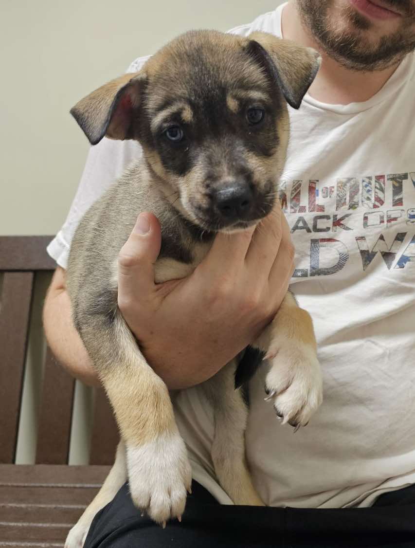 adoptable Dog in Roxboro, NC named Jefferson