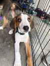 adoptable Dog in  named Teddy