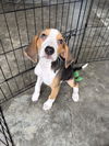 adoptable Dog in  named Claire