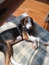 adoptable Dog in  named Ferris