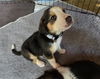 adoptable Dog in  named Johnny