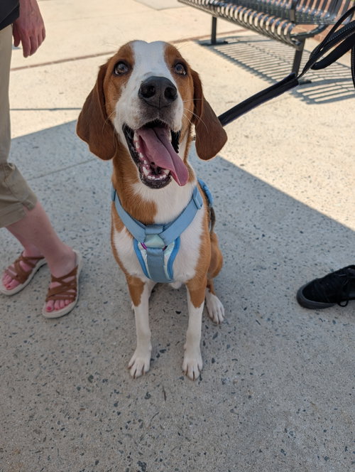 Johnny, an adoptable Hound in Roxboro, NC