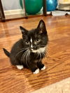 adoptable Cat in roxboro, NC named Charlie