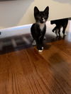 adoptable Cat in roxboro, NC named Johnny