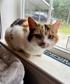 adoptable Cat in roxboro, NC named Blanche