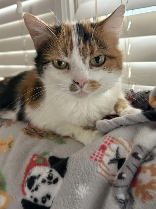picture of the cat needing adoption