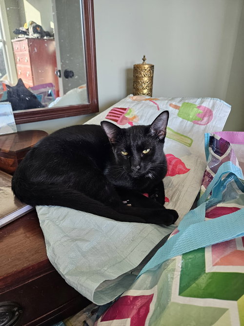 picture of the cat needing adoption