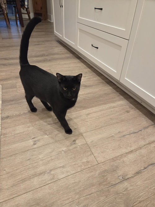 JETT - Domestic Short Hair available for adoption