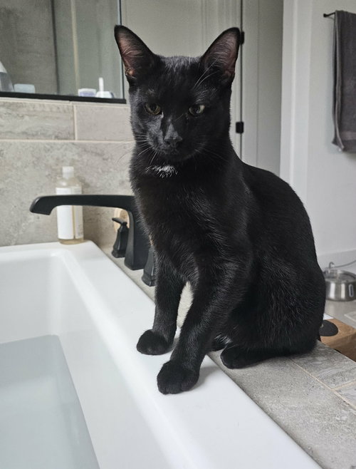 JETT - Domestic Short Hair available for adoption