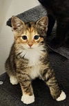 adoptable Cat in roxboro, NC named Katy