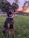 adoptable Dog in roxboro, NC named Arizona