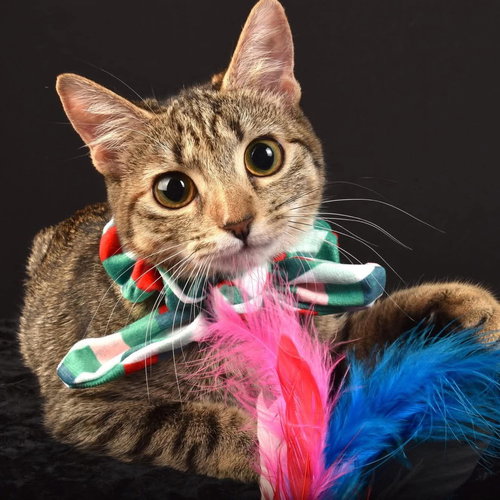 picture of the cat needing adoption