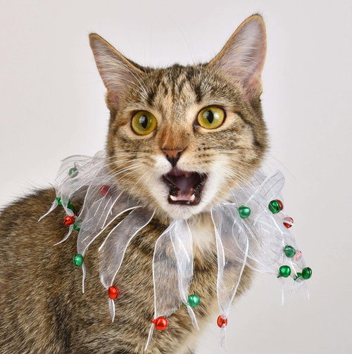 WRENN - Tabby available for adoption