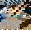adoptable Cat in roxboro, NC named Marie