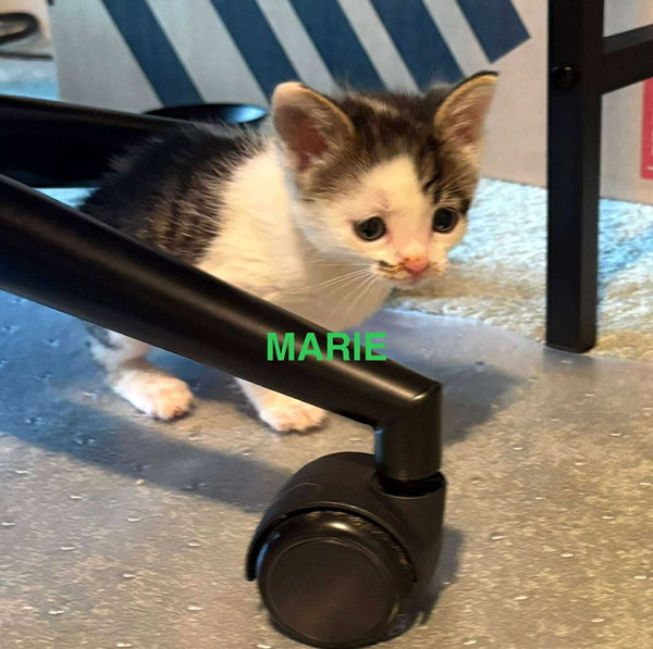 Marie