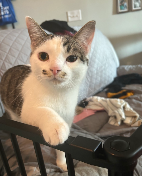MARIE - Domestic Short Hair available for adoption