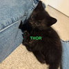 Thor - Photo 4