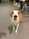 adoptable Dog in  named Sydney