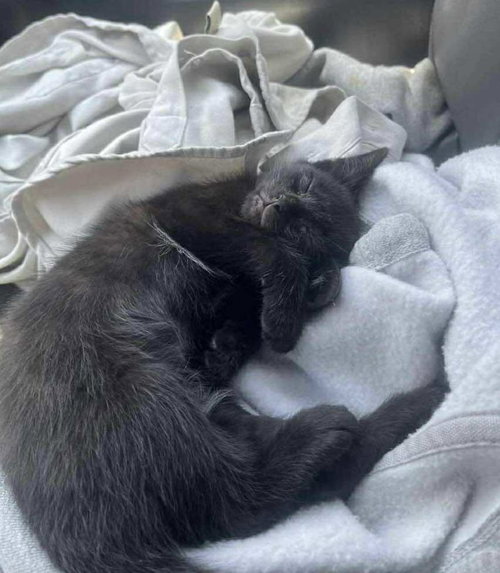 DAKOTA - Domestic Short Hair available for adoption