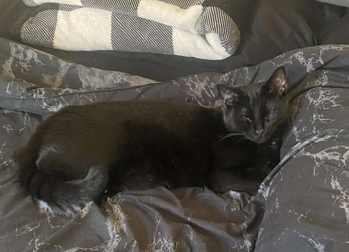 DAKOTA - Domestic Short Hair available for adoption