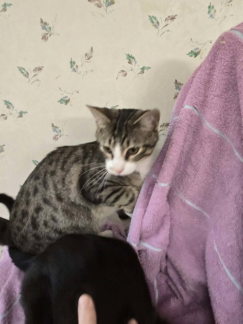 HUXTABLE - Domestic Short Hair available for adoption