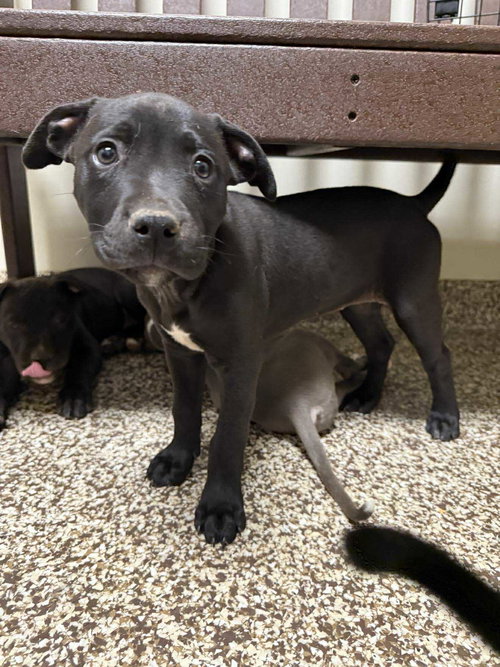 picture of the dog needing adoption