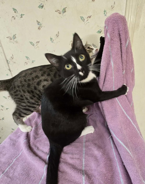 KENNY - Domestic Short Hair available for adoption