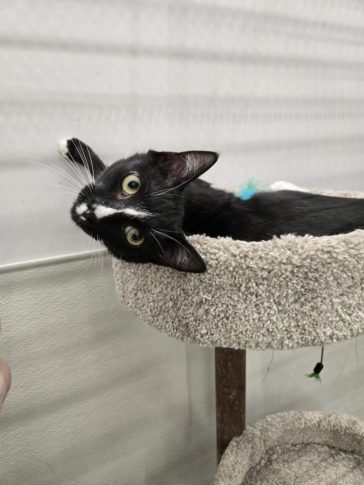 Kenny - Domestic Short Hair