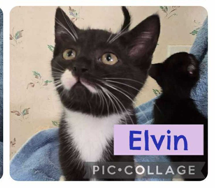 Elvin