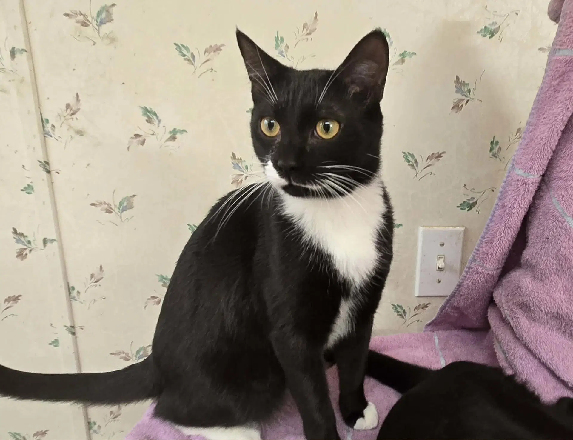 Elvin - Domestic Short Hair