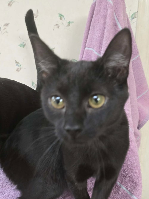 RUDY - Domestic Short Hair available for adoption