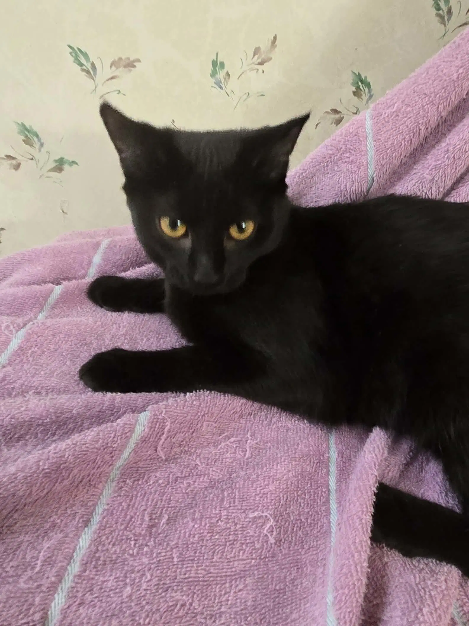 Vanessa - Domestic Short Hair