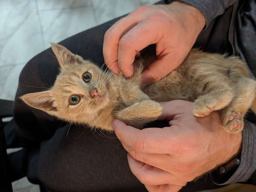 picture of the cat needing adoption