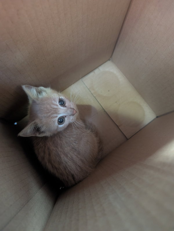 Chippy