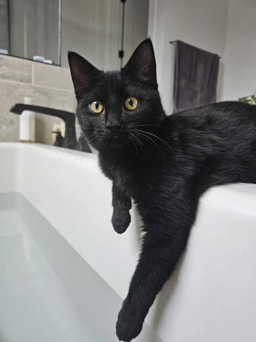 picture of the cat needing adoption