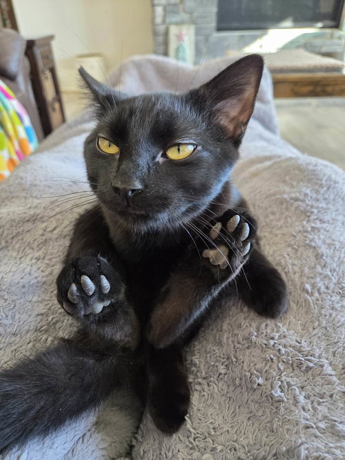 CHEVY - Domestic Short Hair available for adoption