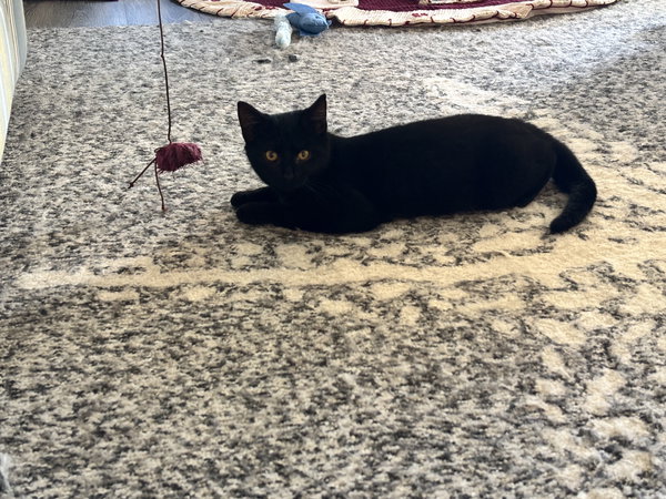Binx