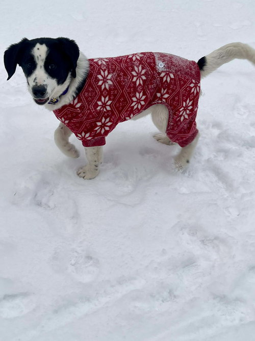 picture of the dog needing adoption