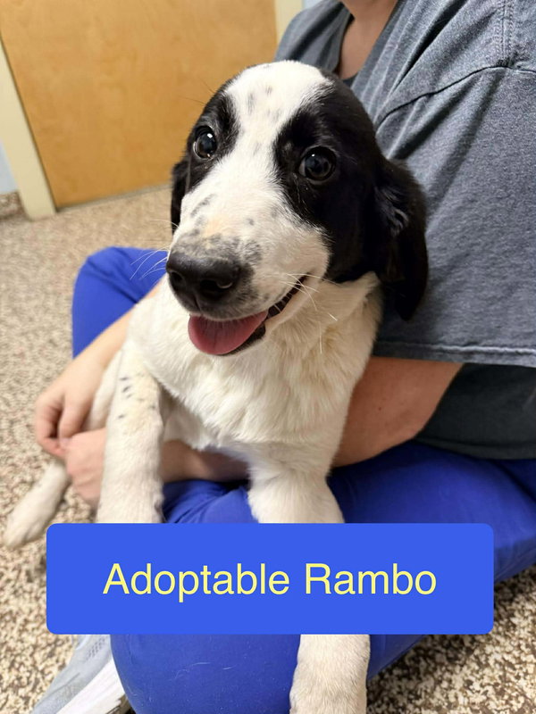 Rambo