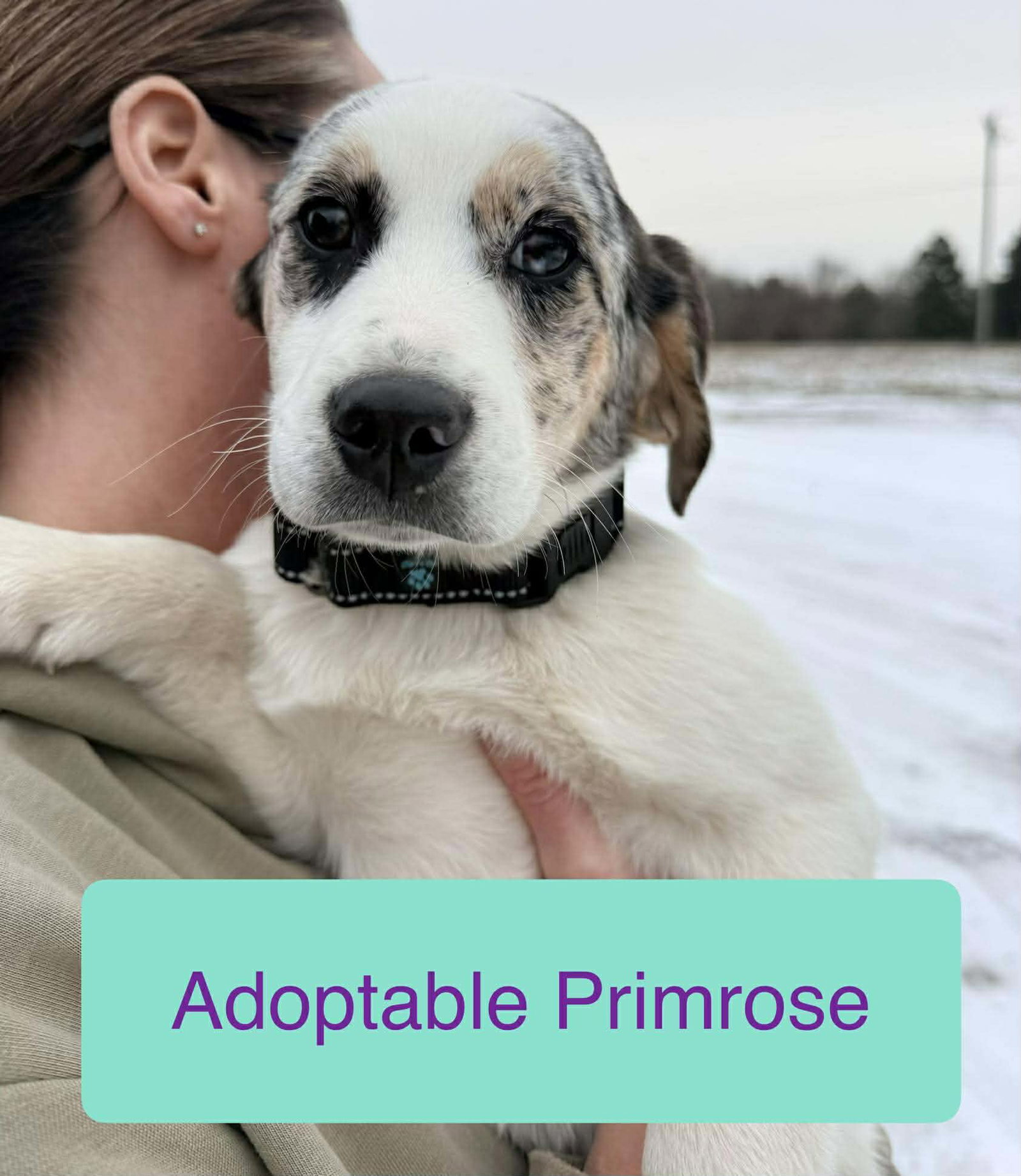 Primrose