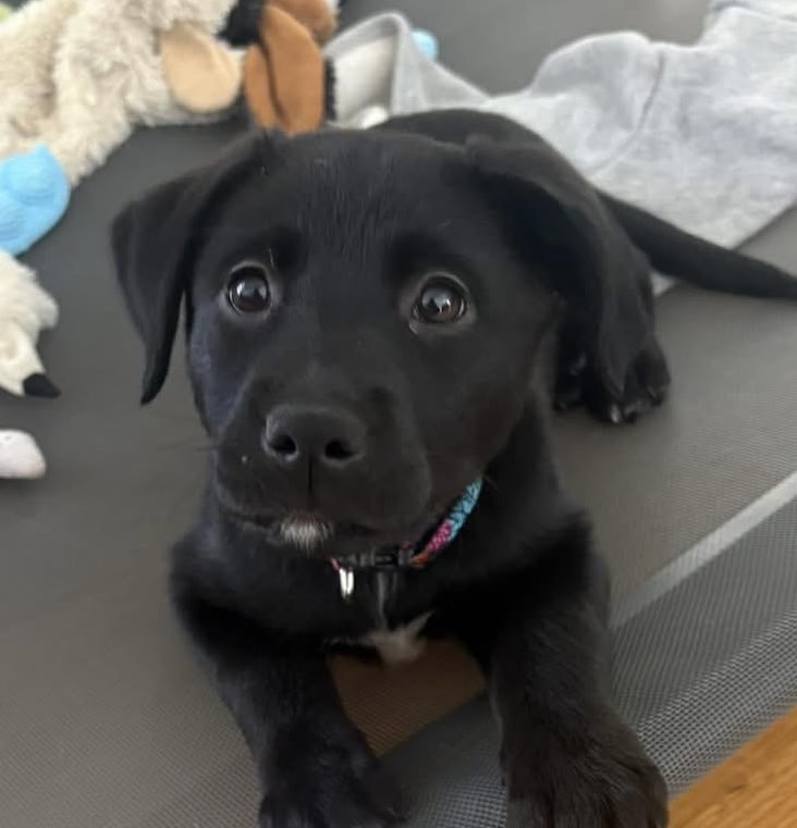 Bailey Image