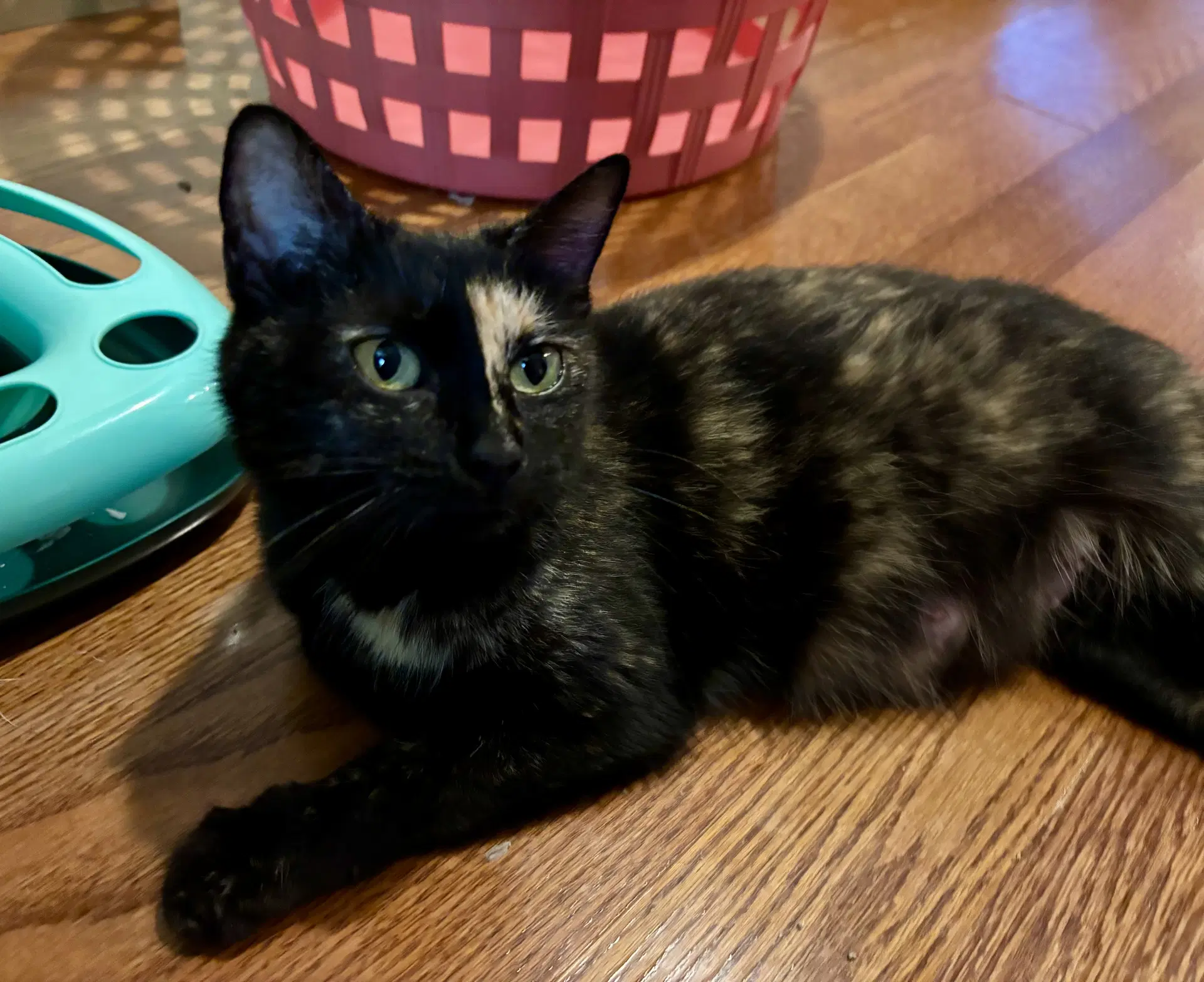 Rosie - Domestic Short Hair