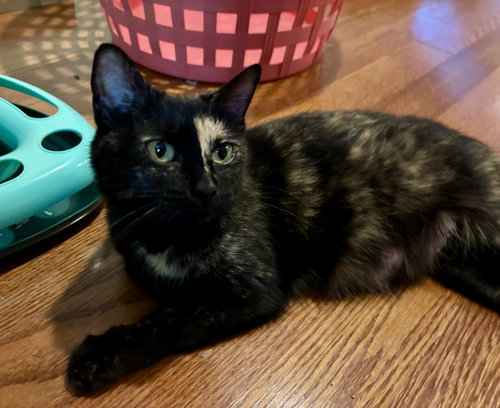 Rosie, an adoptable Domestic Short Hair in Roxboro, NC